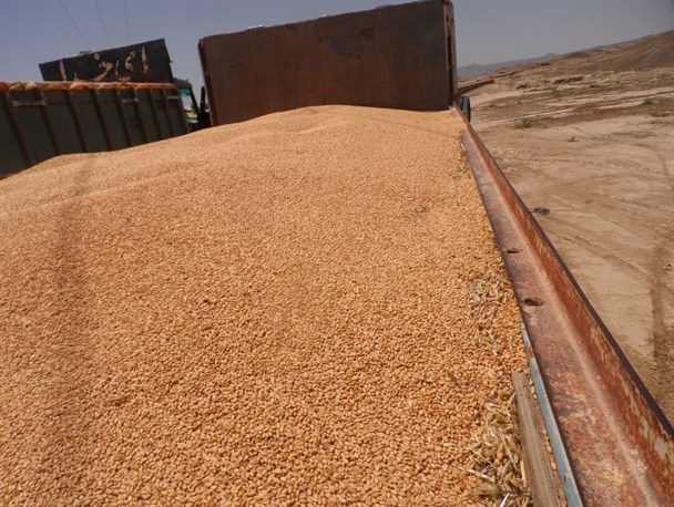آغاز برداشت گندم از مزارع شهرستان مراوه تپه+تصاویر