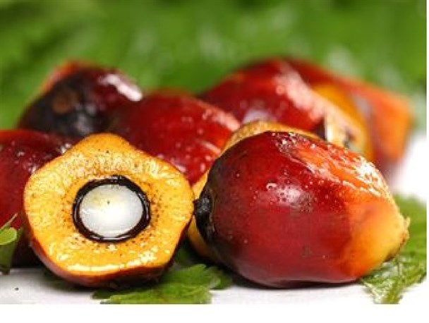 روغن پالم یک بازی سیاسی یا یک ماده خطرناک غذایی