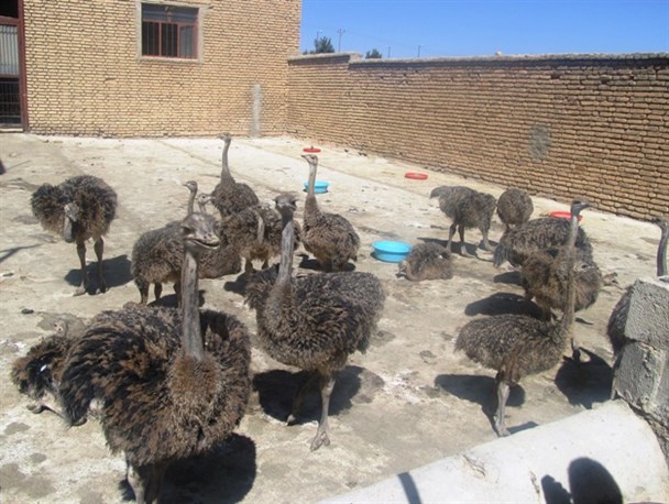 29 طرح اقتصاد مقاومتی در دیر به بهره برداری رسید