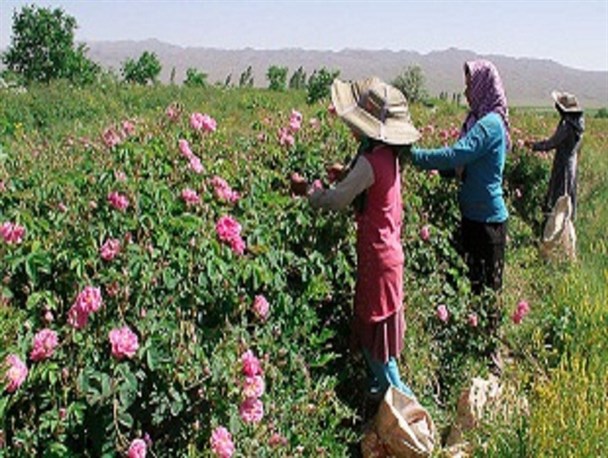 آغاز برداشت گل محمدی از مزارع تربت حیدریه