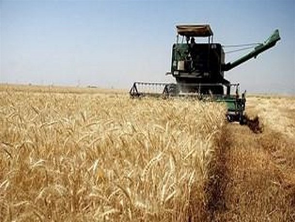 یک هزار تن گندم در فردوس برداشت می شود