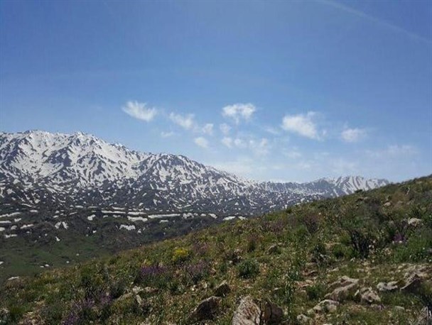 10 نمای دیدنی از گل های بهاری کوهستان شاهو