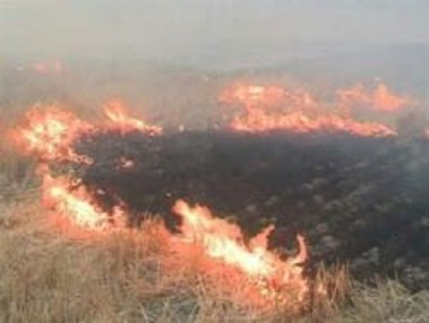 آتش گرفتن۳۰ هکتار از مزارع موسیان