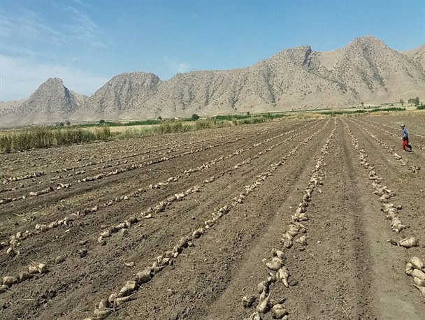 آغاز برداشت محصول چغندرقند از مزارع سرپلذهاب/ پیش بینی برداشت بیش از ۲ هزار تن
