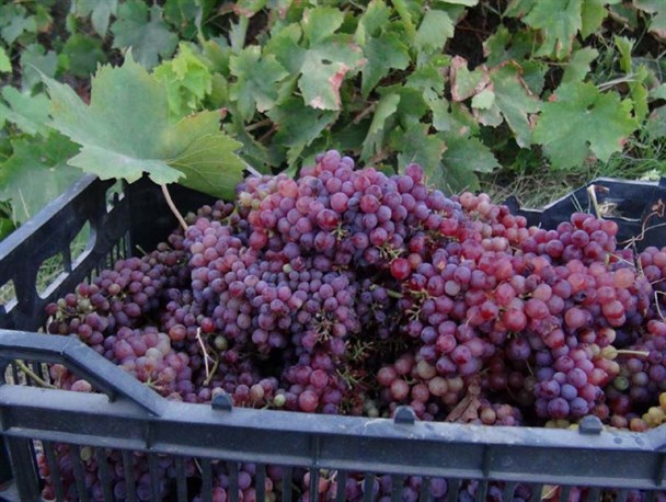 برداشت یاقوت سرخ از تاکستان های سیستان/اختصاص ۳۵۰ هکتار از باغات شهرستان هیرمند به انگور یاقوتی