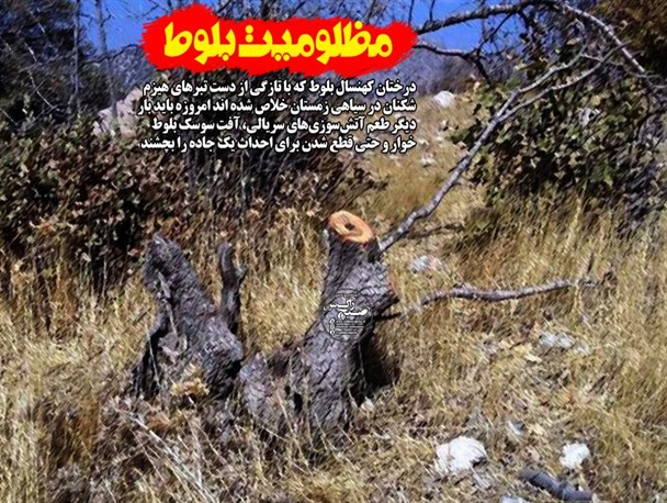 دشنه سود جویان بر قلب زخم خورده بلوط های دنا/وقتی برای یک پروژه صدها بلوط قربانی می شود