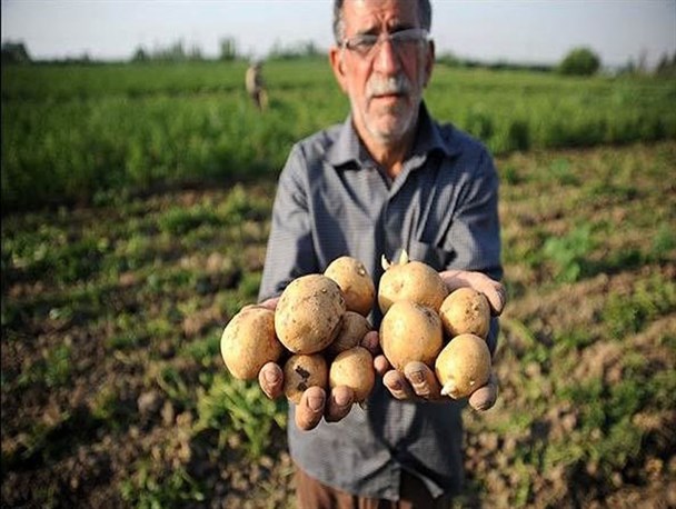 آغاز خرید تضمینی سیب زمینی با قیمت ۴۱۲ تومان در گلستان/ مراکز خرید اعلام شد