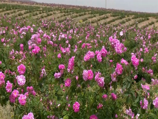 برداشت گل محمدی از آموزشگاه‌های بخش "جلگه رخ" تربت حیدریه