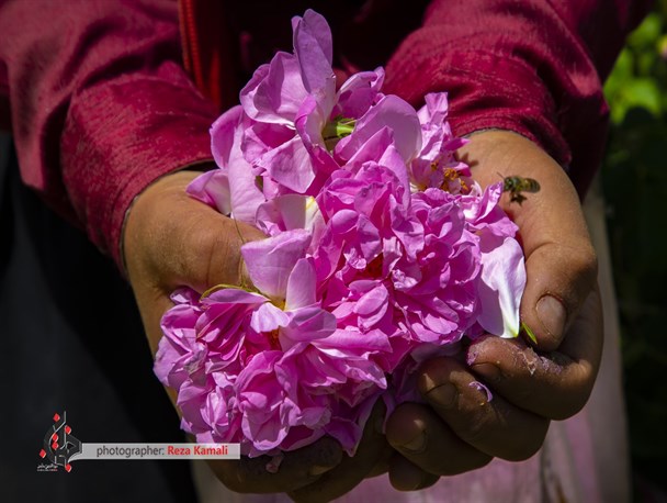 بازدهی اقتصادی کشت گیاهان دارویی در مناطق کم آب