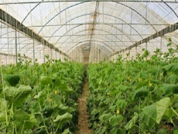 شهرک گلخانه‌ای نودهک در پیچ و خم نواقص زیر ساختی گرفتار شده/ مصوبه سفر رئیس جمهور در حد شعار باقی ماند