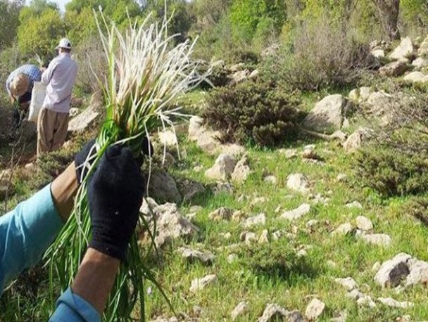خشکسالی، گونه‌های گیاهی در معرض خطر را افزایش داده است