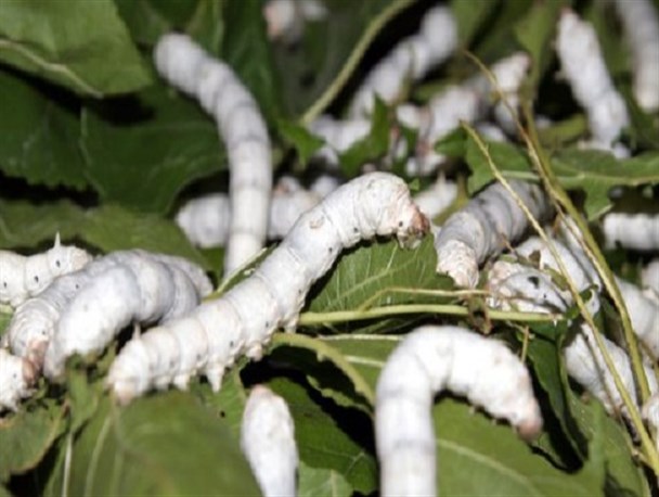 درآمد ۱/۸ میلیارد تومانی مددجویان کمیته امداد خراسان شمالی از نوغان‌داری