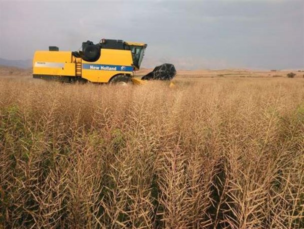 برداشت محصول کلزا از مزارع شهرستان طارم آغاز شد/ فعالیت ۸ مرکز خرید تضمینی کلزا در استان زنجان