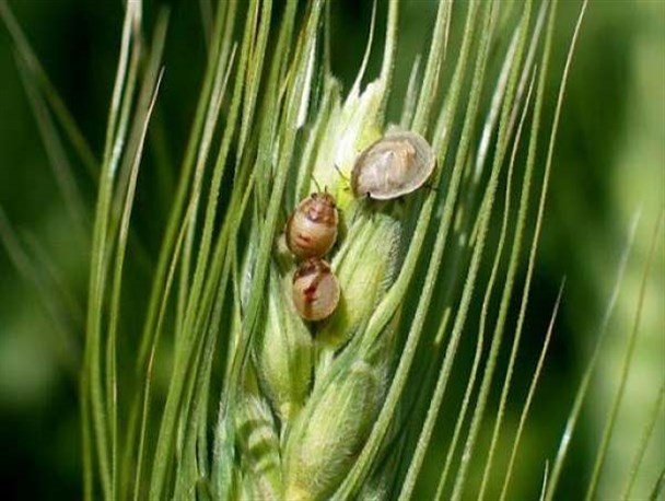 آغاز مبارزه با سن پوره ۲ در مزارع استان زنجان/ پوره سن ۲ کیفیت محصول تولیدی را به شدت کاهش می‌دهد