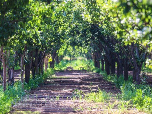 باغات زیبای قدیم آباد