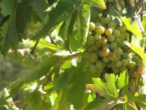آغاز برداشت انگور از تاکستان های  شهرستان لالی/عکس