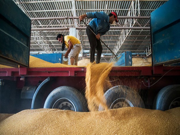 مطالبه 96 درصد کلزا کاران گلستانی پرداخت شده است