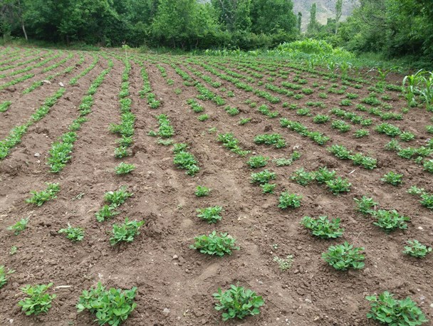 آغاز کشت بادام زمینی در مزارع روستای برندق خلخال / عکس
