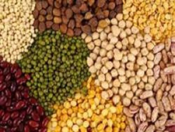 برداشت بیش از هزارتن حبوبات در سطح اراضی ایوان