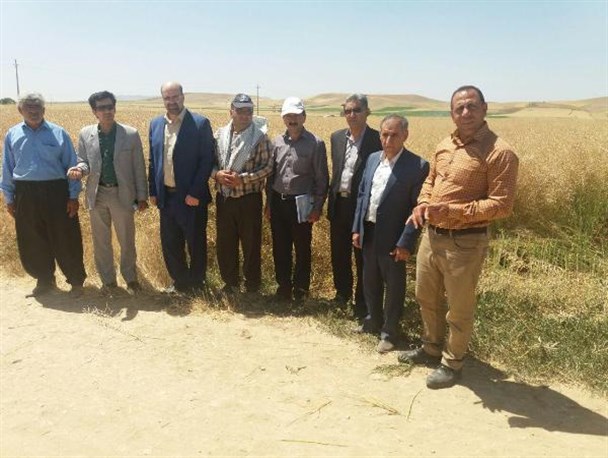 پیش بینی برداشت 250 تن کلزا در بخش حمیل/ توصیه به کشاورزان جهت کشت محصولات با نیاز آبی کم