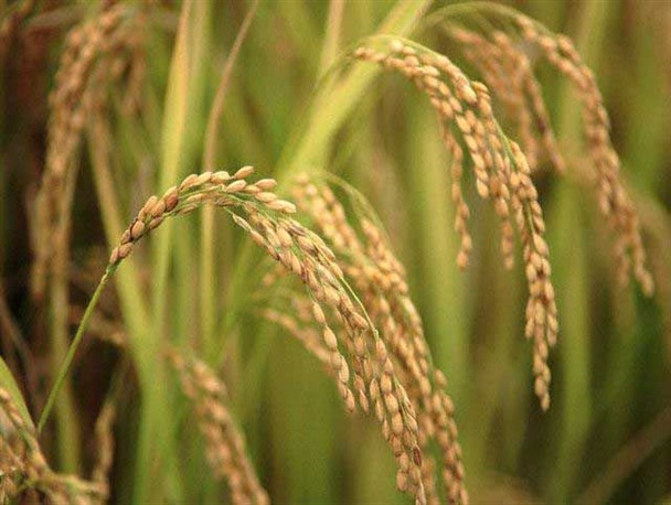 ظهور اولین خوشه طلایی برنج در خمام