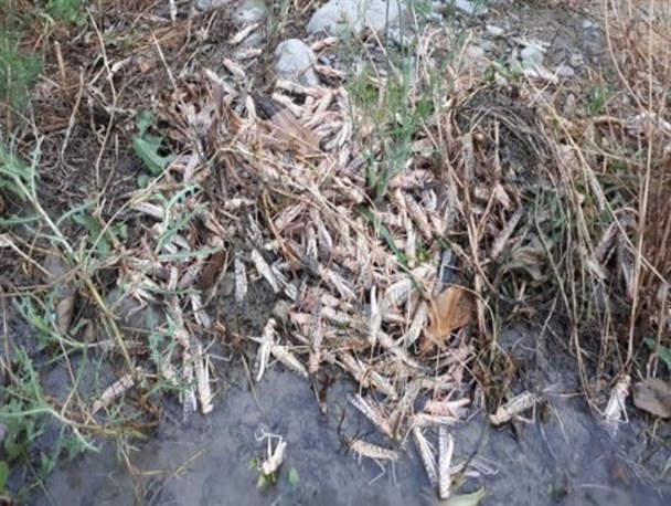 روزهای پایانی مبارزه با ملخ صحرایی مهاجر در سیستان وبلوچستان/تاکنون ۱۸۱ هزار هکتار از اراضی سمپاشی شده است