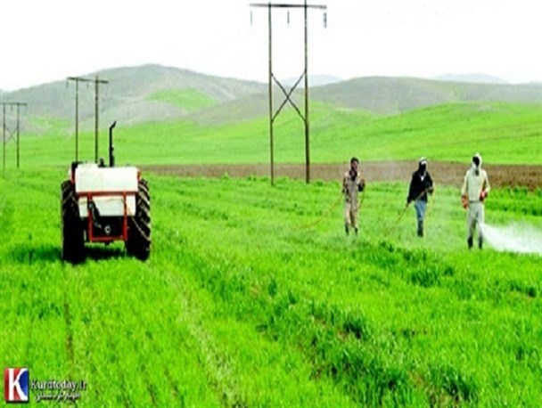 انجام مبارزه با آفت سن در سطح 113 هزار هکتار از مزارع گندم کردستان
