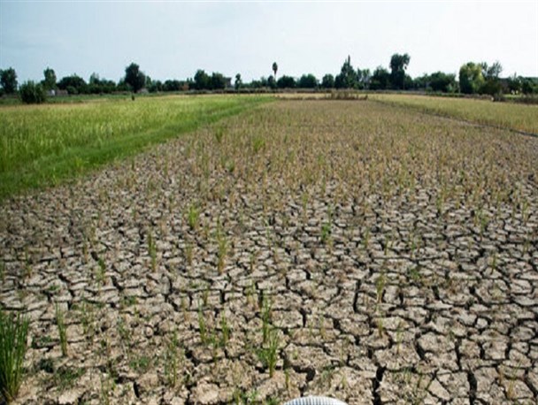خشکسالی را شوخی نگیریم/ کشت دوم برنج ممنوع!