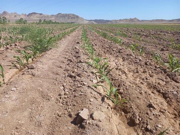 ۴۰ هکتار از اراضی کشاورزی رشتخوار به کشت ذرت علوفه‌ای اختصاص پیدا کرد/ گزینه مناسب برای تامین خوراک دام