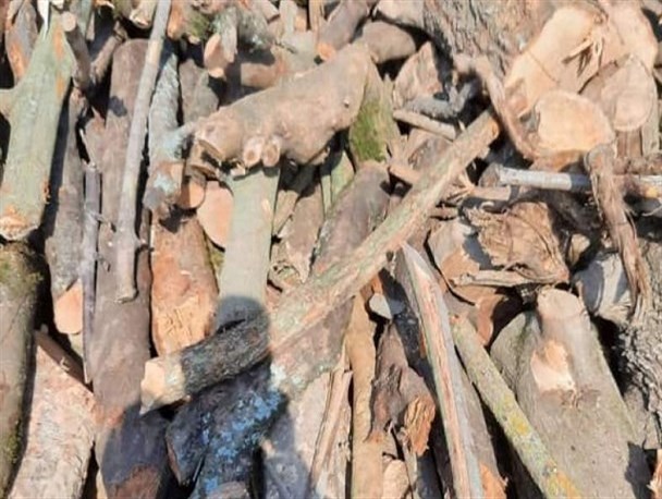 ۲۰ تن چوب قاچاق در سوادکوه شمالی کشف و ضبط شد