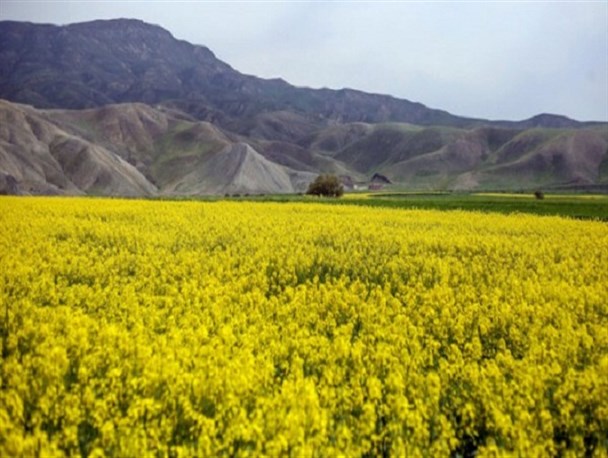 پیش‌بینی تولید ۵ هزار تن کلزا در استان کرمانشاه