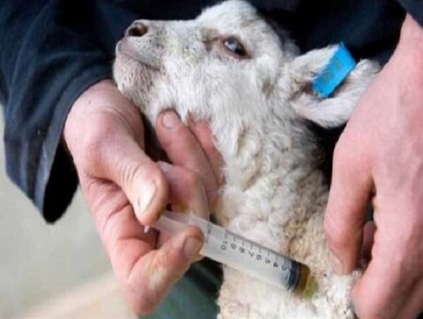 واکسینه شدن بیش از ۲ میلیون رأس دام سبک در کرمانشاه علیه بیماری آبله