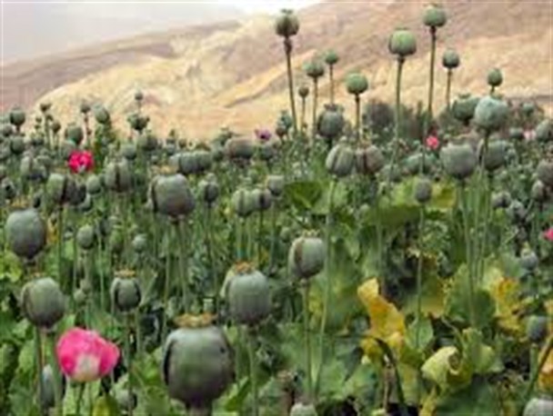 کشف و نابودی 9500 بوته خشخاش در سوادکوه