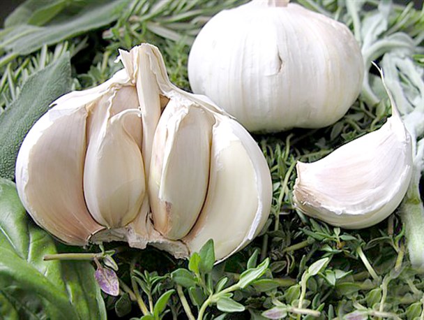 جلوگیری از واردات سیر از چین برای حمایت از کشاورزان همدان