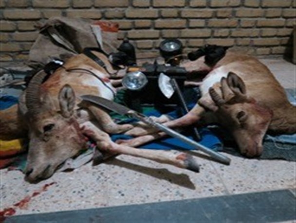 شکارچی غیرمجاز در فیروزکوه دستگیر شد + عکس
