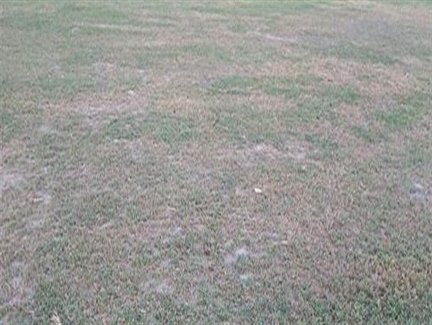 کمبود آب مهمترین خطر در کمین چمن استادیوم ورزشی شهر چغادک+تصاویر