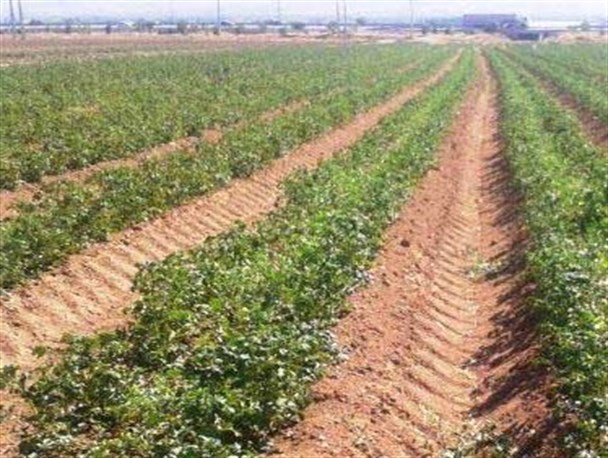 کشت سیب زمینی مکانیزه در خرمدره+ عکس