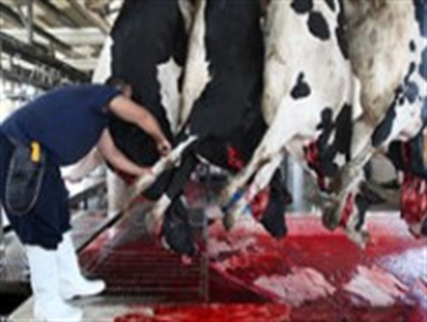 شوکر برقی جایگزین پتک در کشتارگاه مشترک نطنز و بادرود می شود