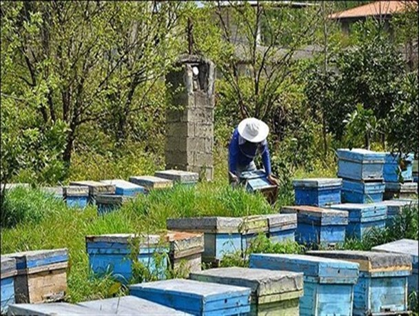 زمین ماندن تولید فرآورده ها در زنبورستان های استان/تغییر تغذیه زنبورها از گیاهان به شکر
