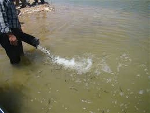 ۱۰هزار قطعه بچه ماهی کپور در ۶ استخر ذخیره آب کشاورزی در کوهبنان رهاسازی شد