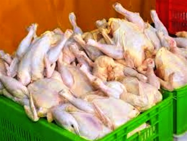 دلیل اصلی گرانی مرغ، افزایش قیمت جوجه یک روزه به۲۳۰۰ تومان می باشد