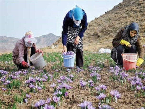نکاتی حیرت انگیز برای توسعه کشت زعفران در تویسرکان