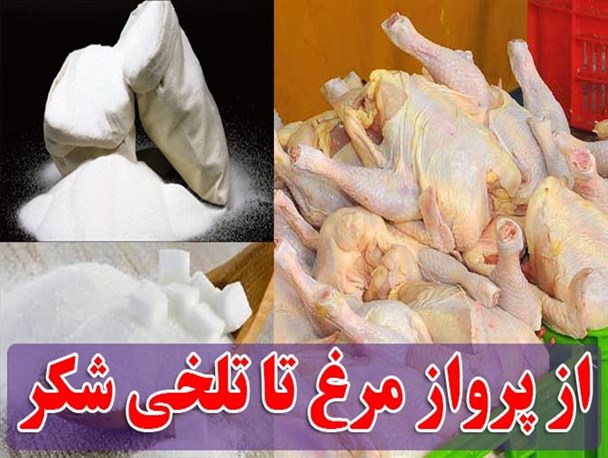 پرواز مرغ تا تلخی شکر