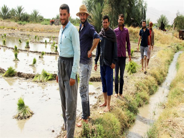 کاشت نشاء برنج جمعی از بچه هیأتی ها برای تأمین هزینه های محرم