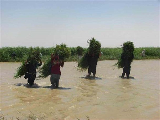 تفاوت و شباهتهای دو گیاه توتک و نی در تالاب هامون