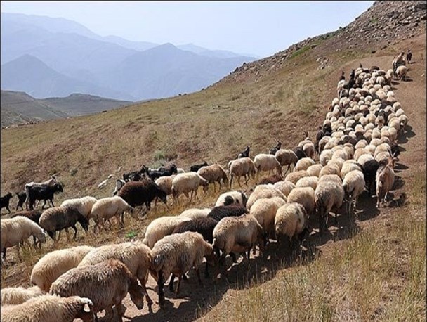 واکسینه شدن 4 هزار 320 راس دام در دیر بر مقابله با بیماری طاعون