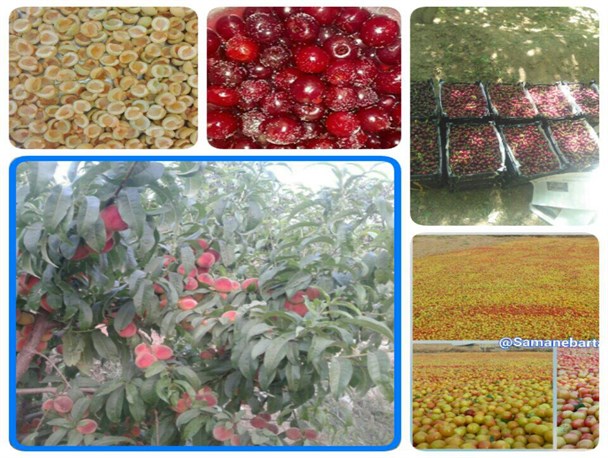 نبود صنایع تبدیلی خسارت جبران ناپذیر را برای به کشاورزان شهرستان سامان به همراه دارد