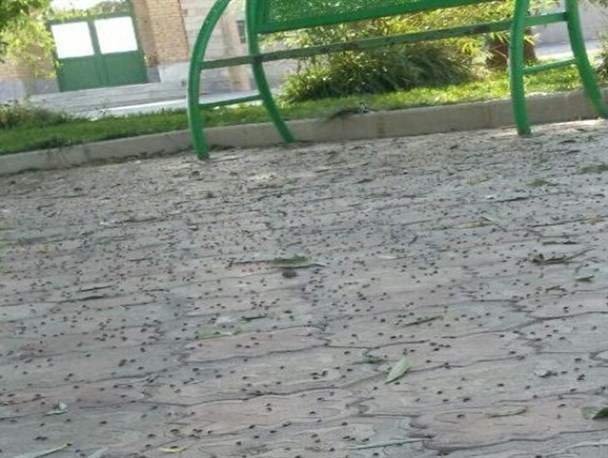 حمله مگس‌ها به پارک‌های خنجین +عکس