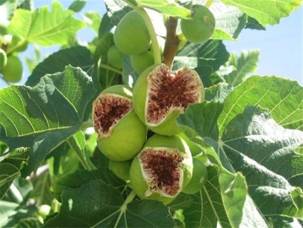 برداشت 240 تن انجیر از باغات ارزوئیه در سال زراعی جاری