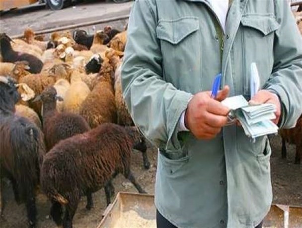 تسلیم‌شدن چوپان‍‌ها در برابر قیمت‌های وسوسه‌انگیز دلالان برای خرید دام/ کشف بیش از ۴ هزار رأس دام زنده قاچاق در هرمزگان